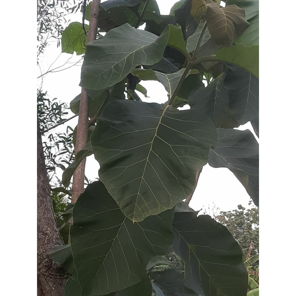 

daun jati segar pembungkus makanan lebar lebar