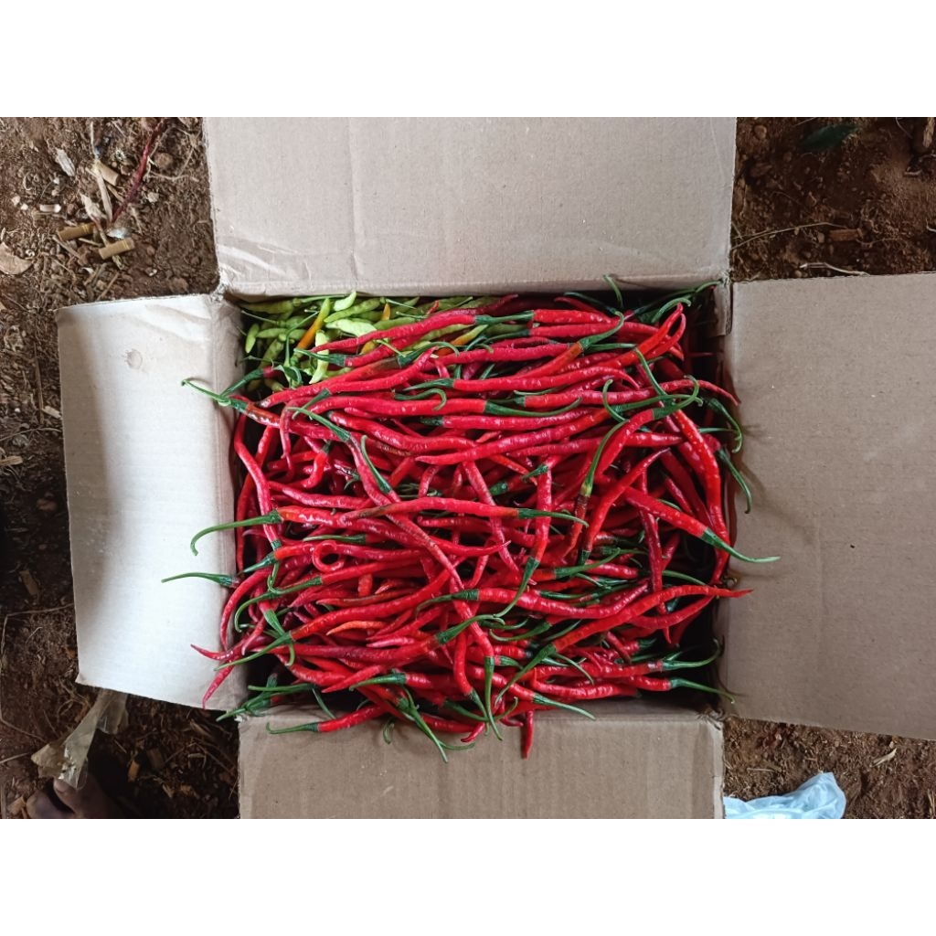 Cabe Merah Keriting 1 Kilo dari petani Langsung