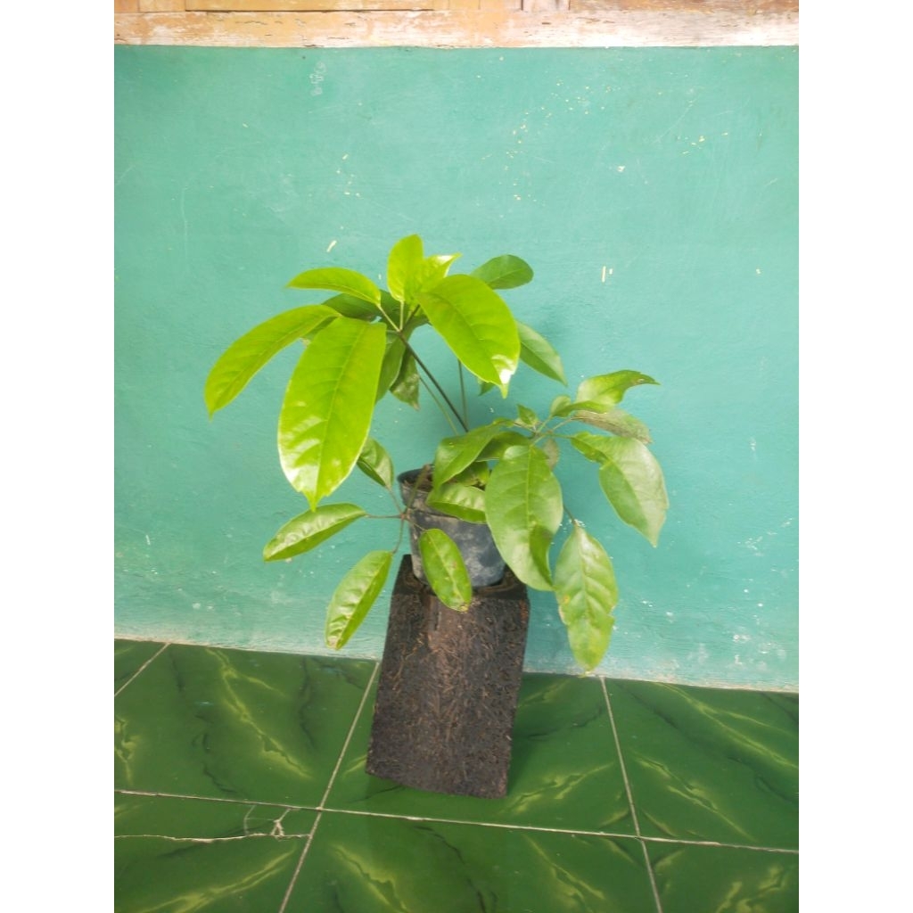 bibit kayu Tlogosari