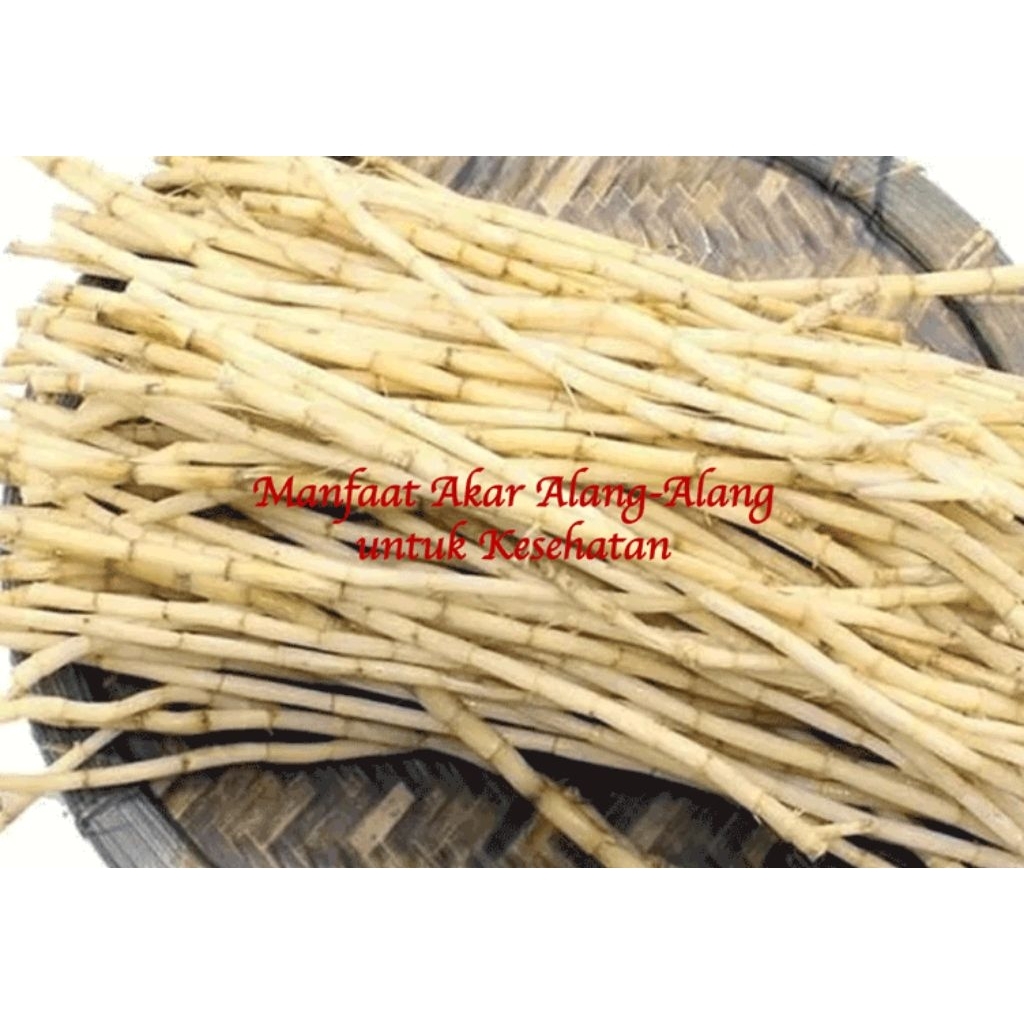 

akar alang alang 200 gr