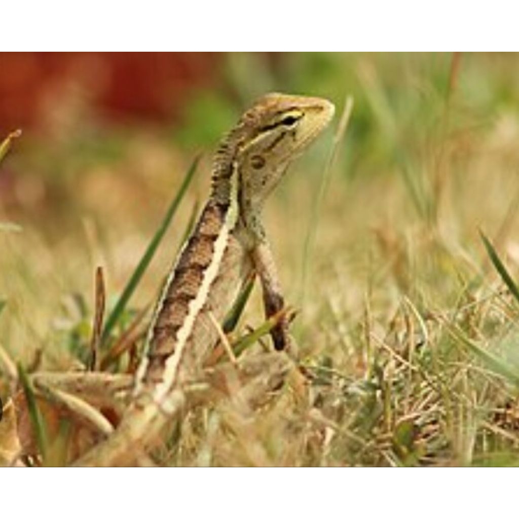 londok_bunglonCOKLAT_hiasan terrarium