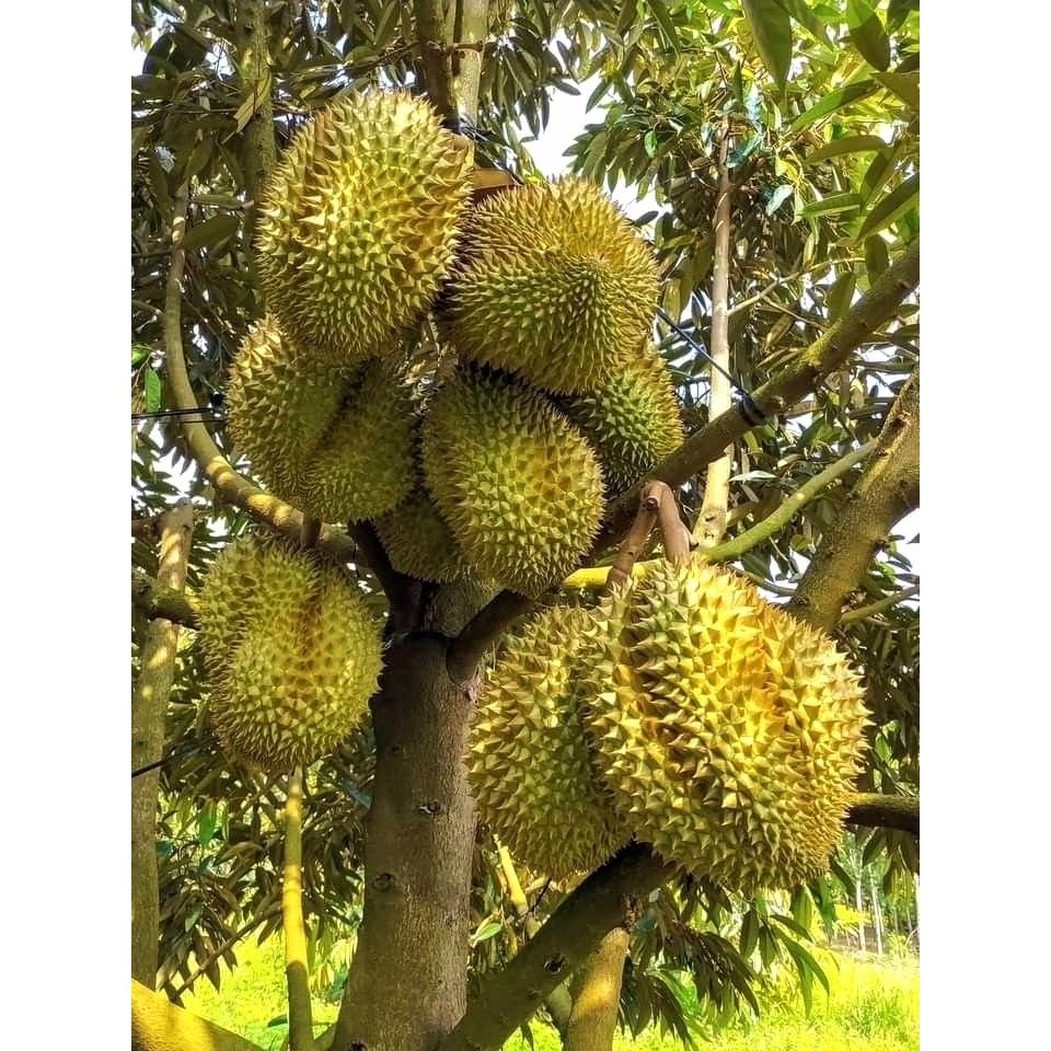 Bibit Buah Durian Montong / Bibit Tanaman Durian Montong