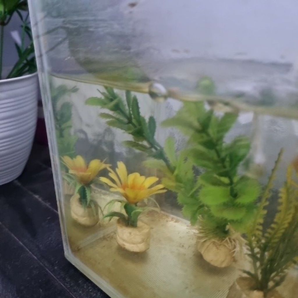 

BASRENG HOME MADE ENAK MURAH