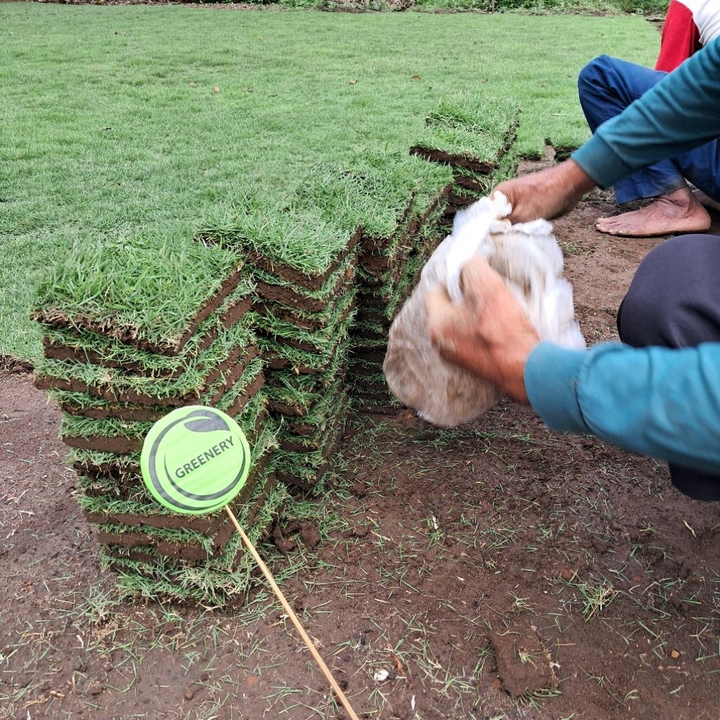 rumput jepang 1meter rumput taman