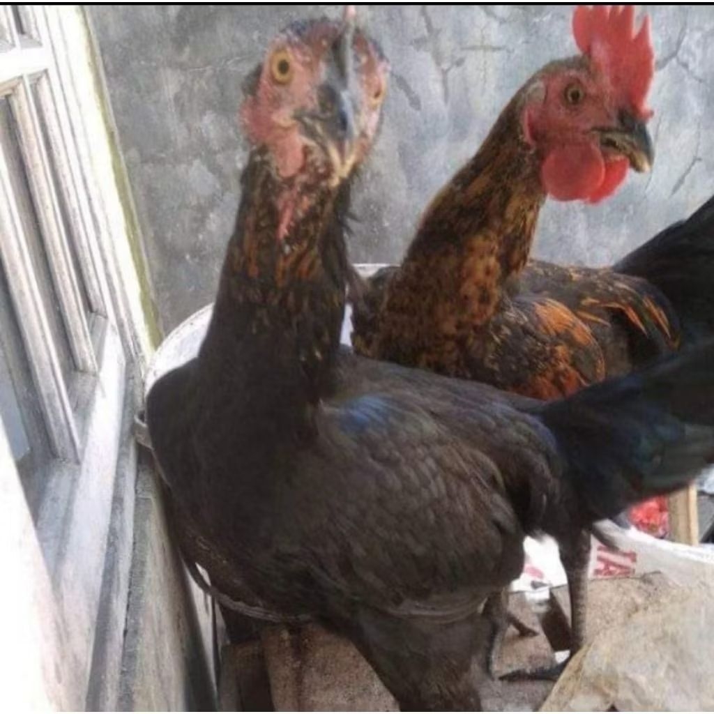 Ayam kampung hidup sepasang usia 100 hari,ayam kampung fress