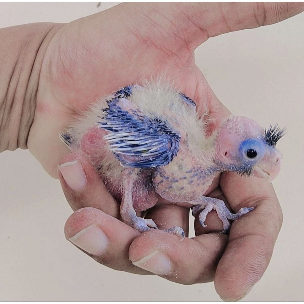 lolohan Burung cockatiel Falk Parkit Australia bulan love bird