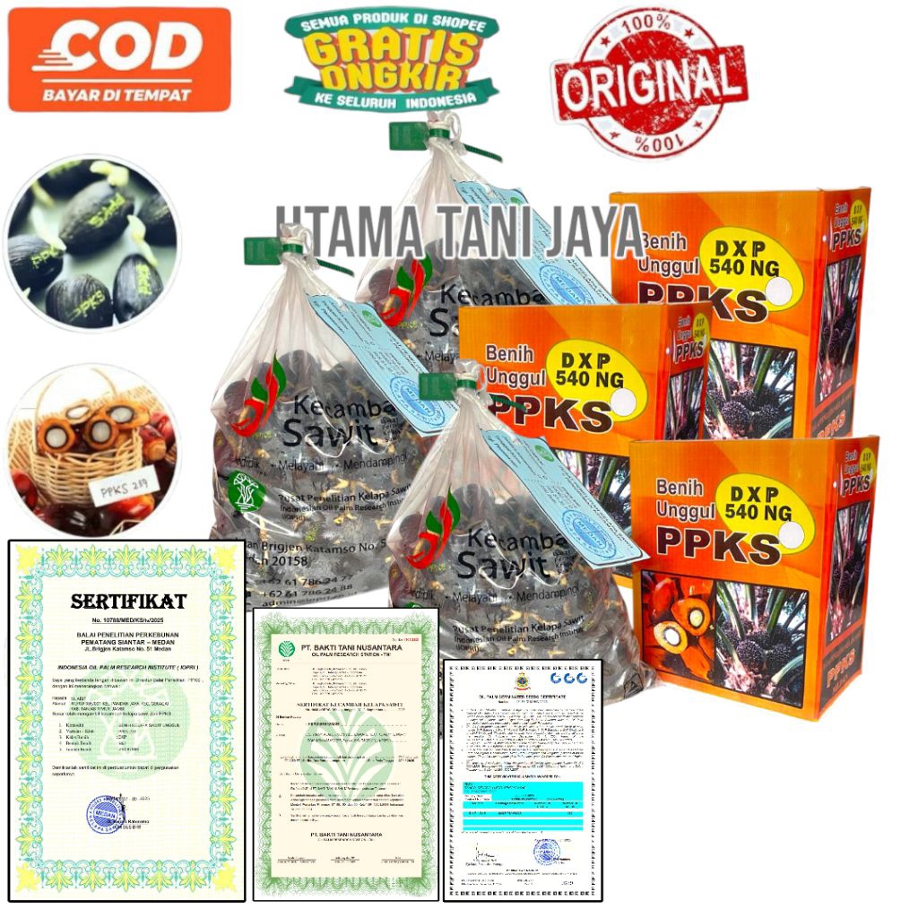 KECAMBAH SAWIT PPKS MEDAN PREMIUM ORIGINAL SUPER UNGGUL