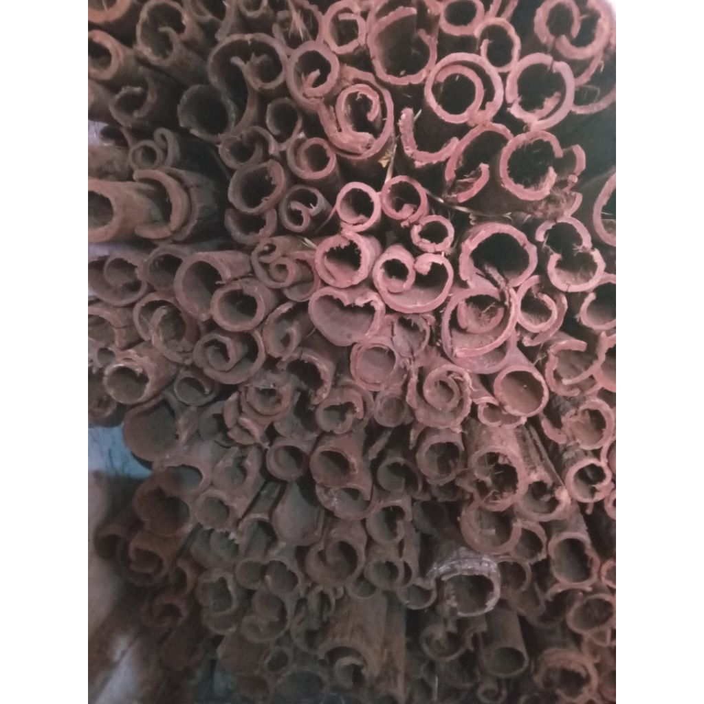 

KAYU RARU TEBAL UNTUK OBAT DIABETES/TW