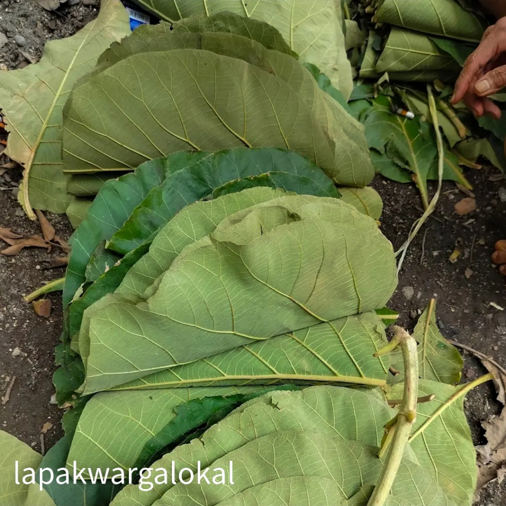 

Daun Jati Segar – 10 Lembar untuk Bungkus Nasi, Pepes, dan Makanan Tradisional | Serba 10K