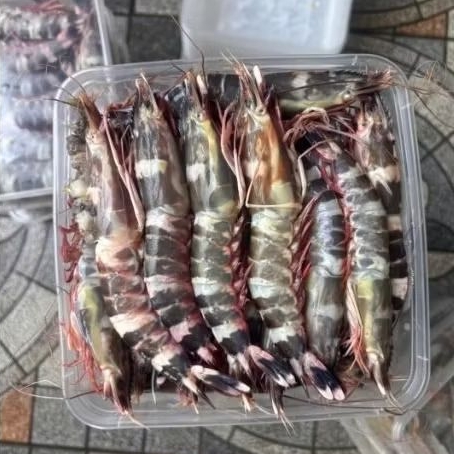 Udang windu tiger frozen