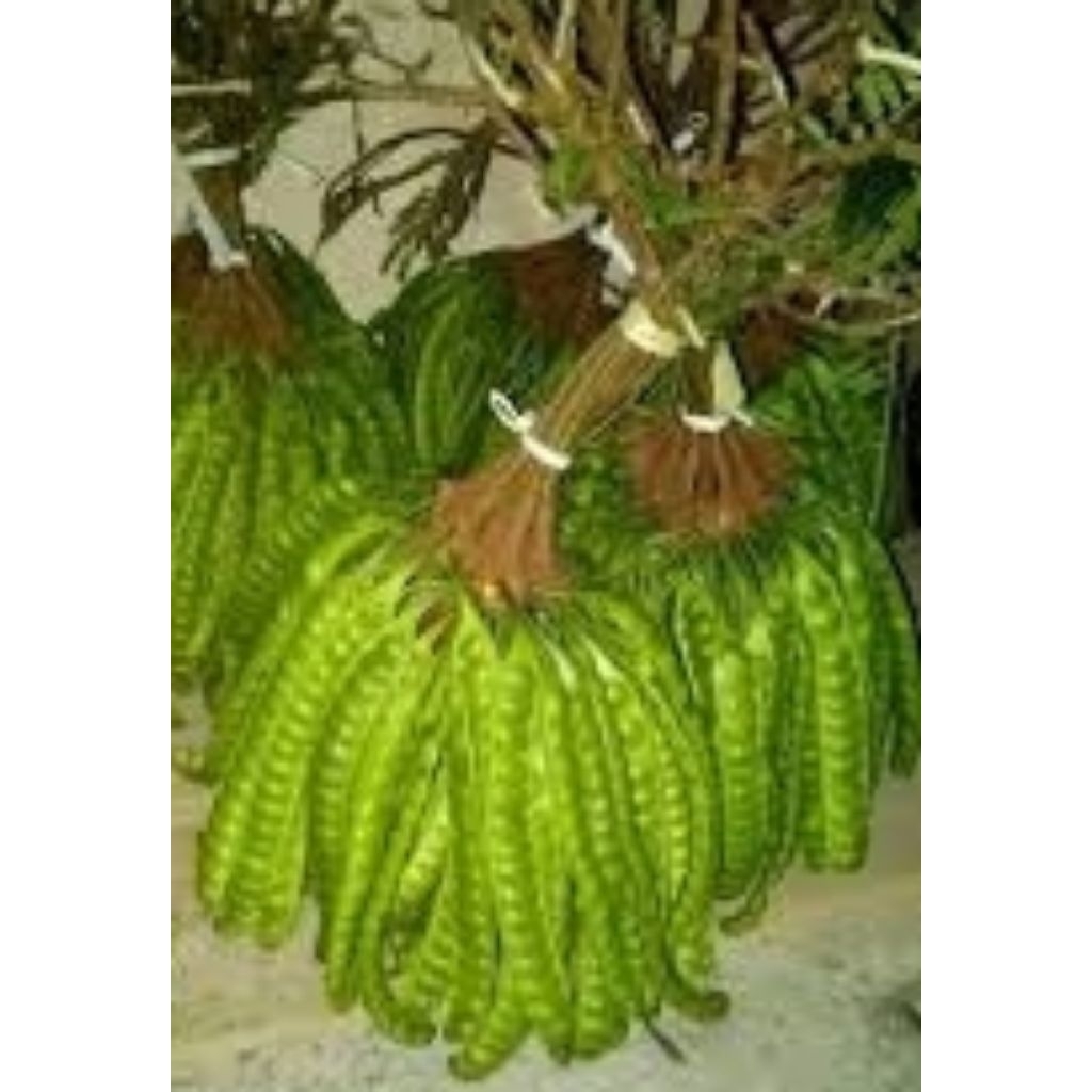 

Pete Sedang 10 Biji 40rb. pres.Langsung Dari Pohonya