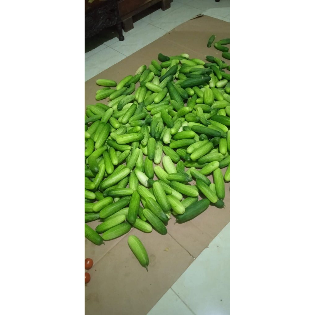 

TIMUN BUAH /TIMUN BABY/TIMUN ACAR-1kg