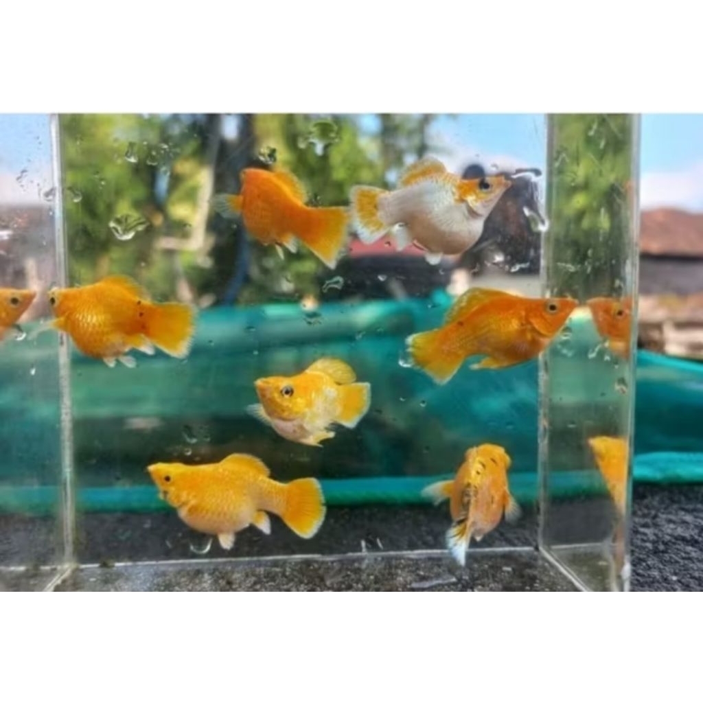 MOLLY SUPER GOLD BALLON