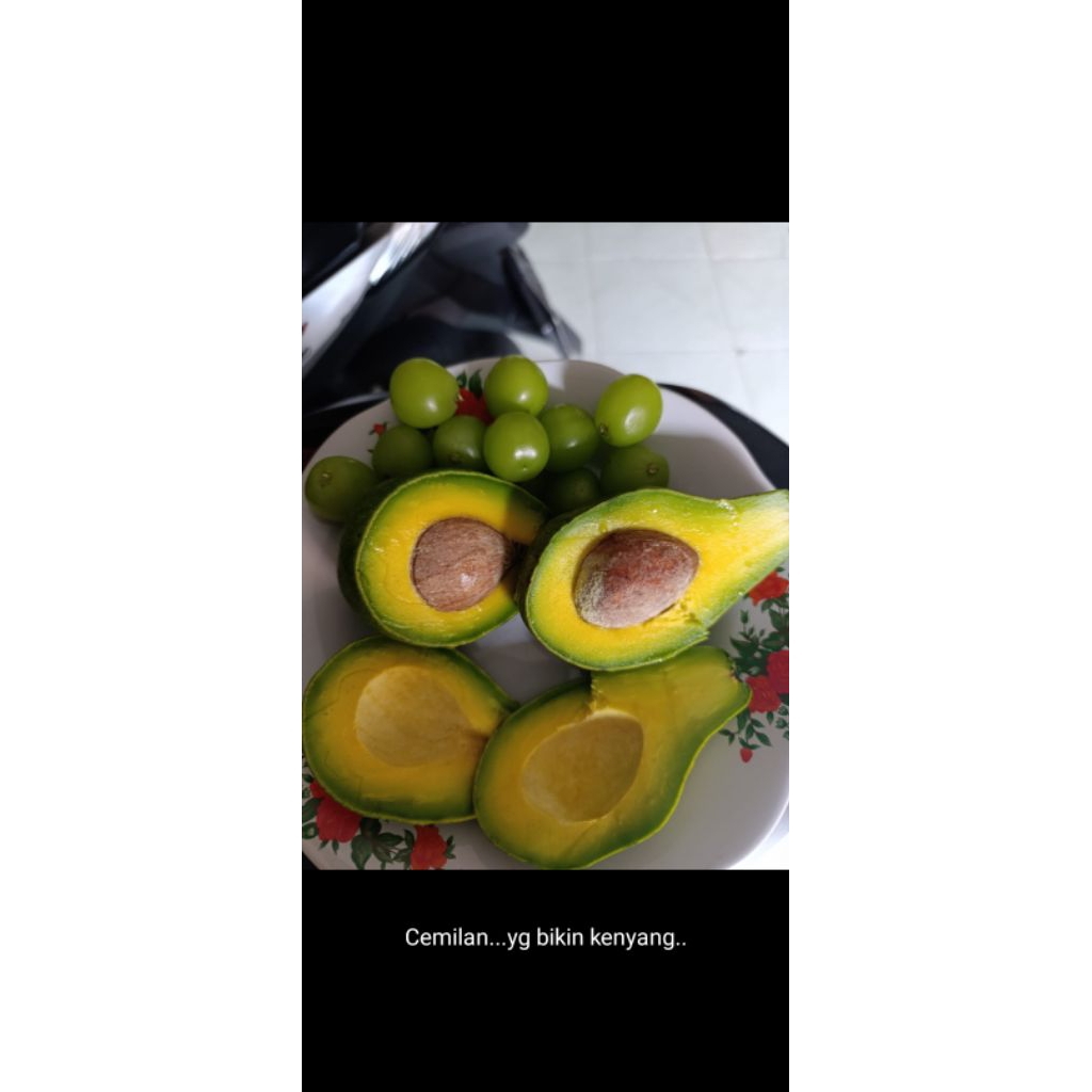 

ALPUKAT LAMPUNG TIMUR