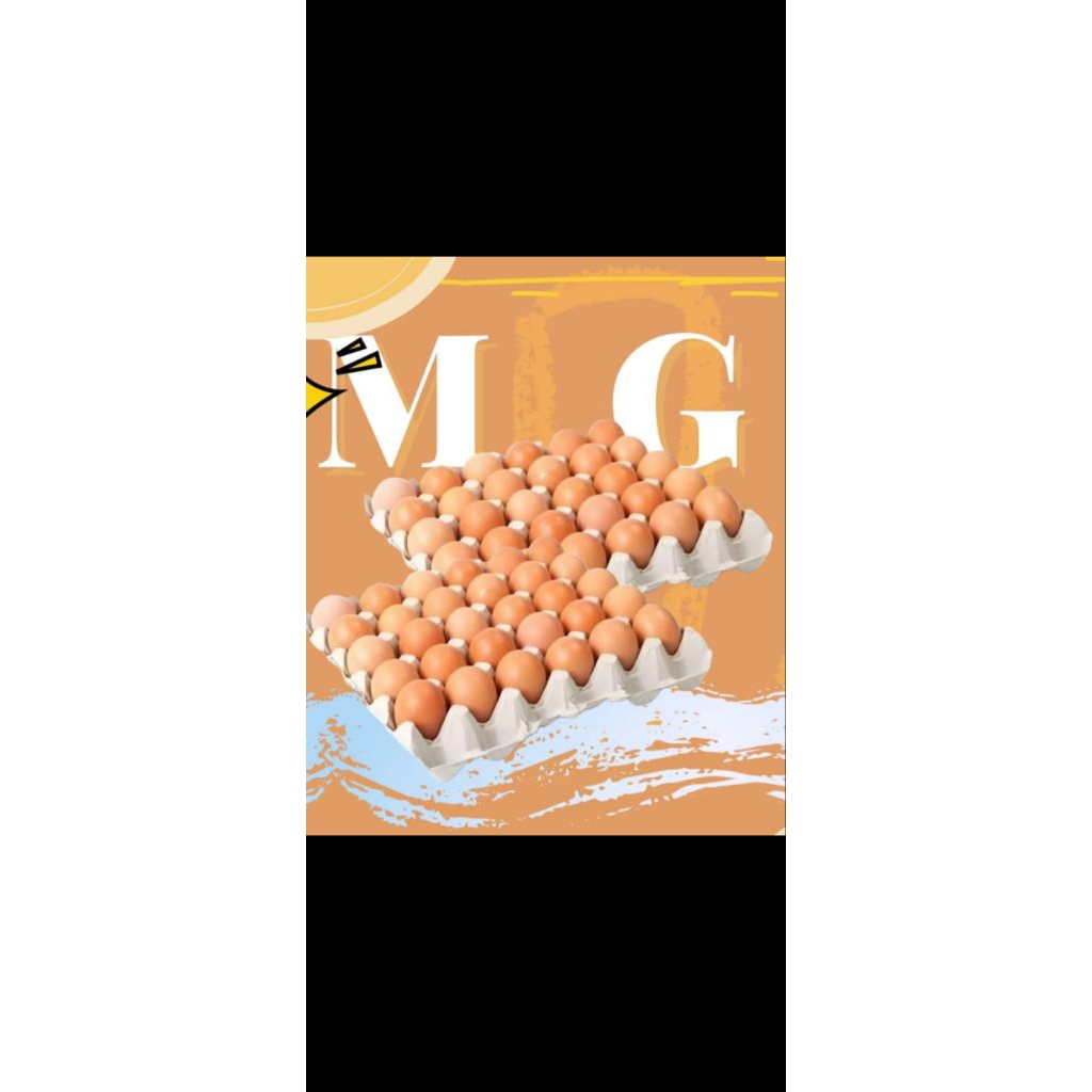 

TELUR COKLAT KUALITAS LUAR BIASA