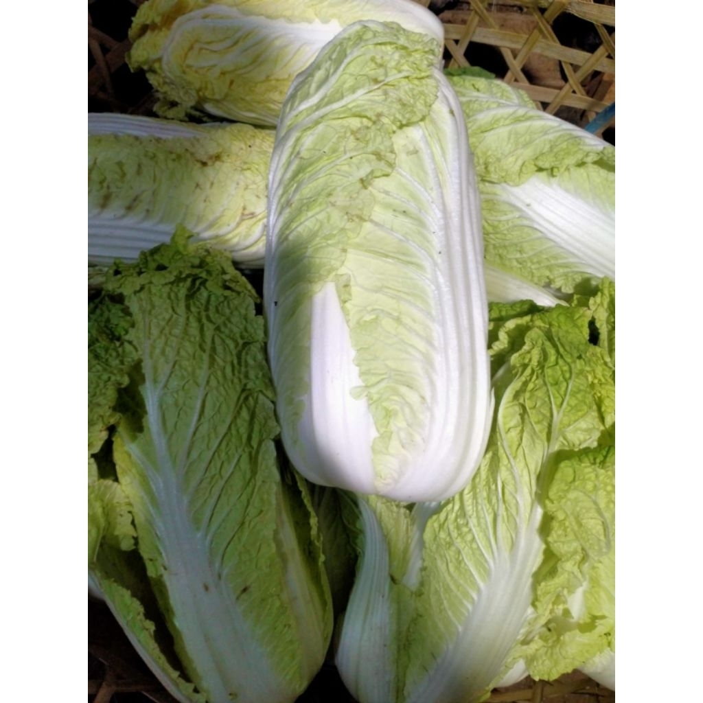 

Sayur putih fresh 1kg, sayuran sehat untuk masakan lezat