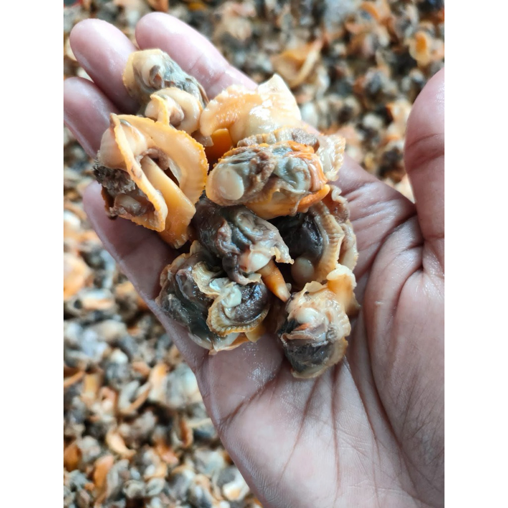 

Kerang Dara Kupas 200 gram