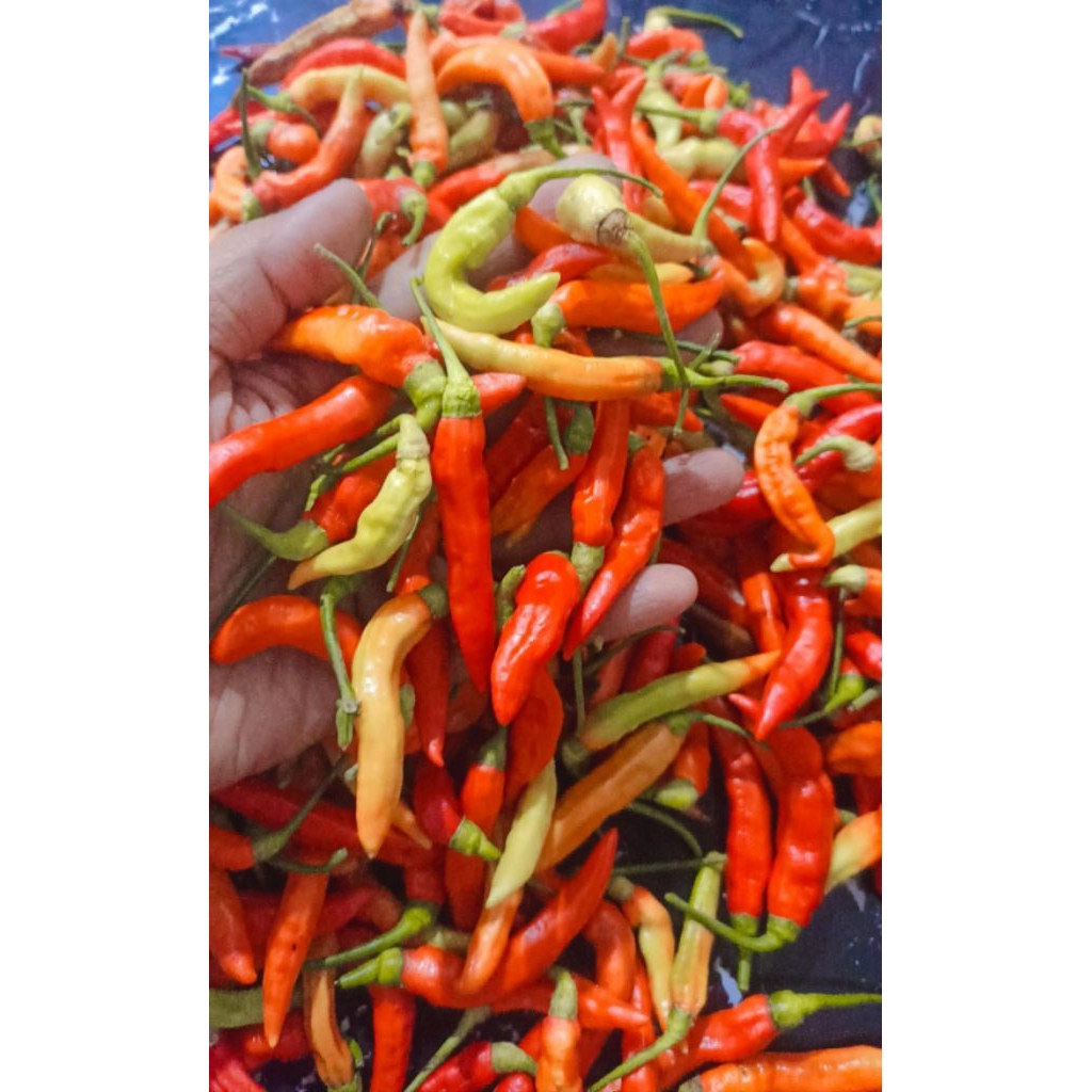 cabe rawit pedas/cabe setan/cabe ori/cabe asmoro/cabe pedas/cabe rawit/cabai rawit