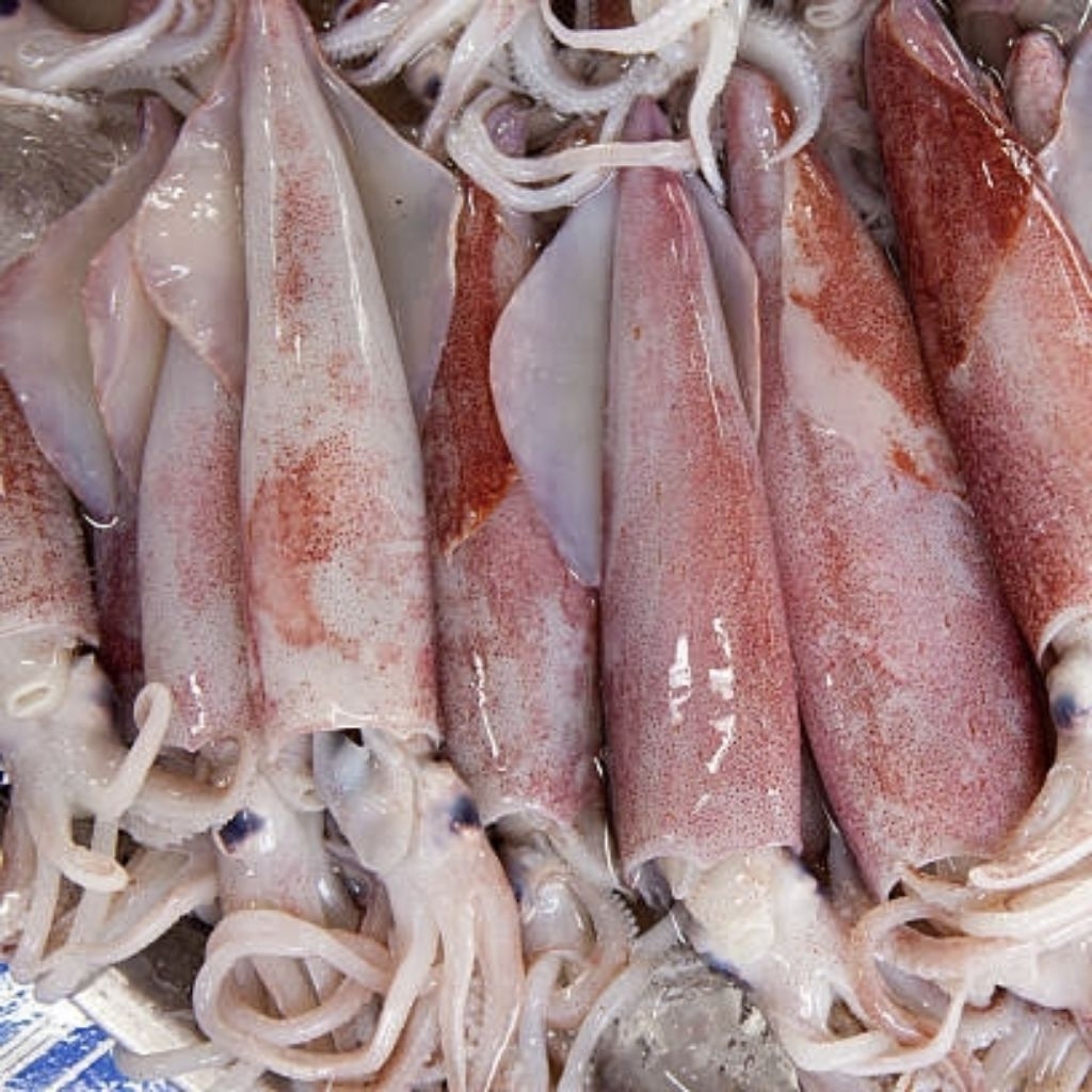 

Sotong CUMI Segar Fresh Seafood 500gr