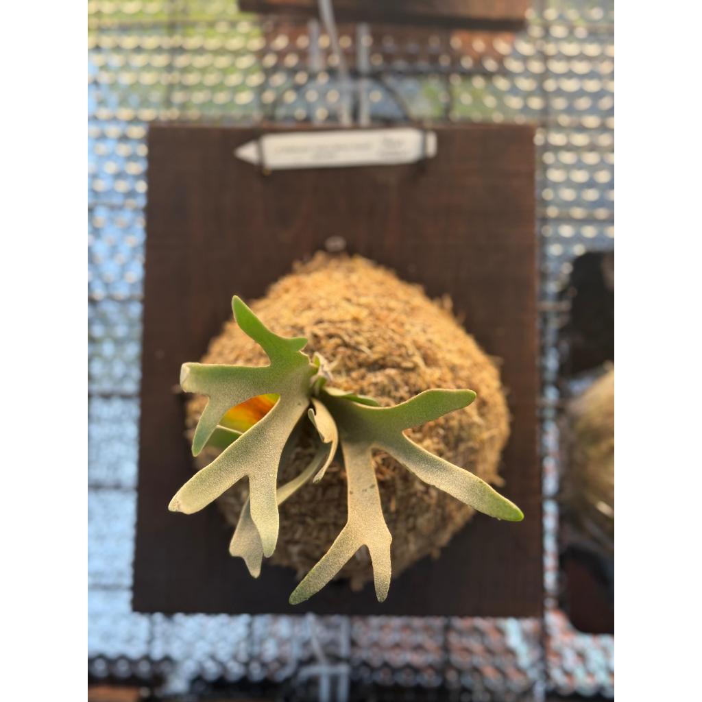 Platycerium Willinckii Yellowmoon Dwarf Sporeling from Fern House Khaokho