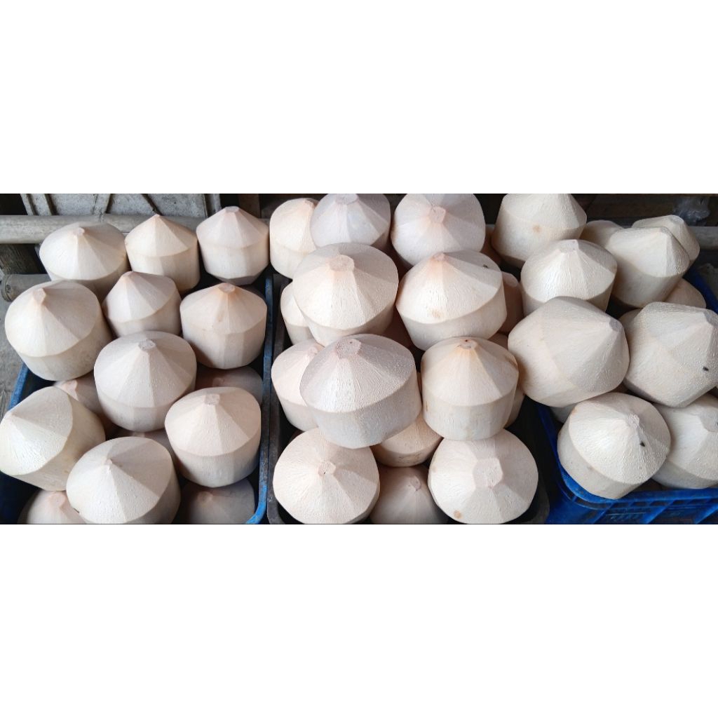 

Kelapa muda Diamond( khusus grosir,melayani resto,cafe,hotel,dll)