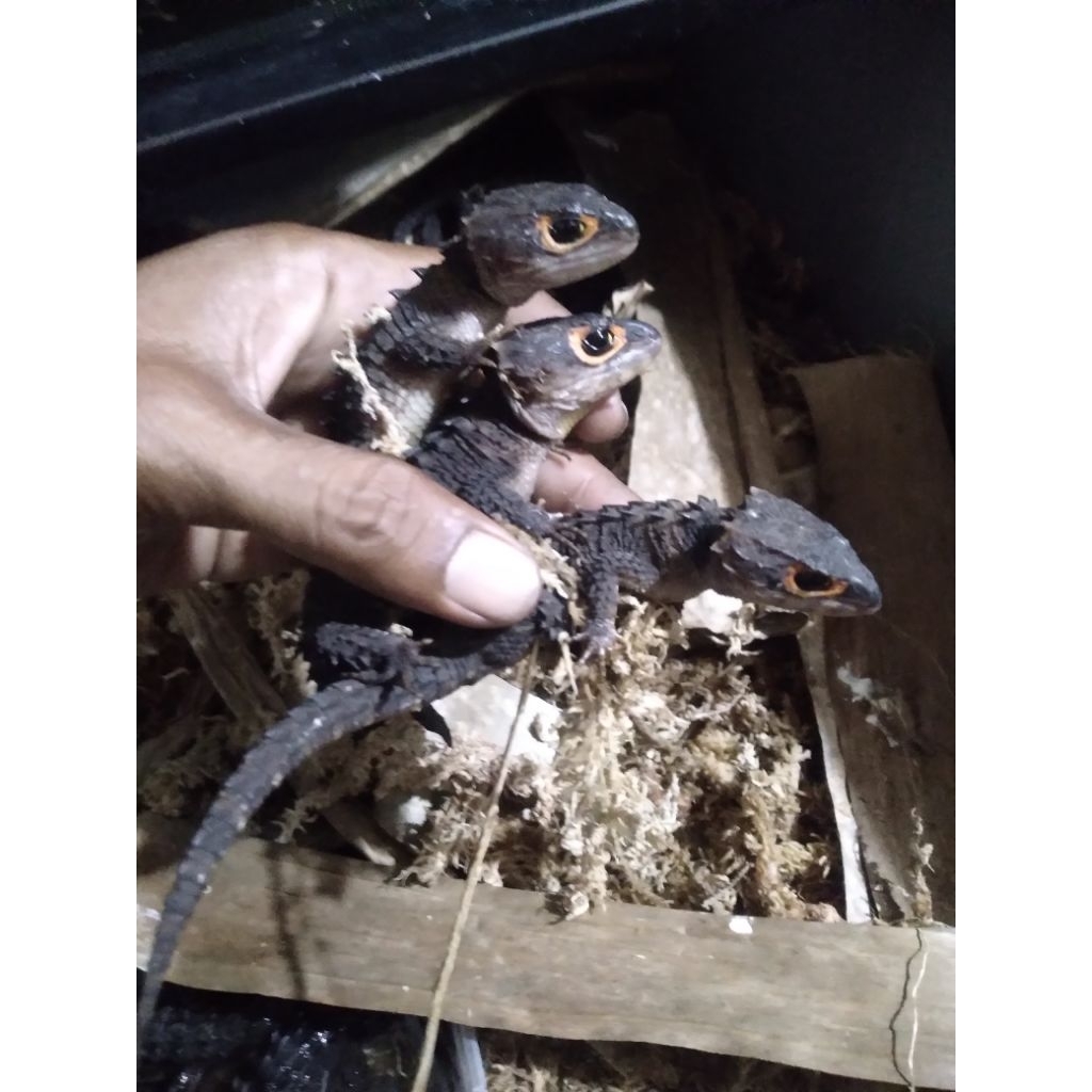 kadal duri mata merah