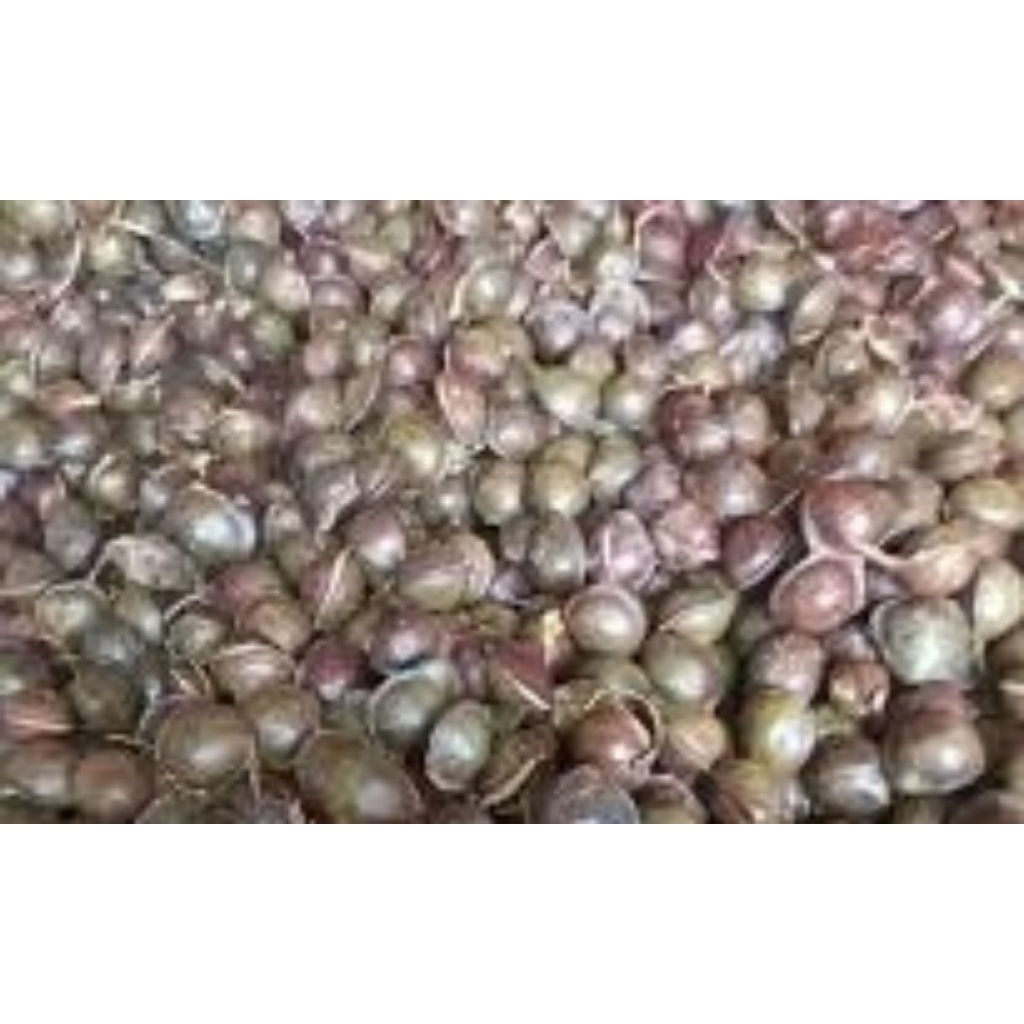 

Jengkol Sedang 500gram