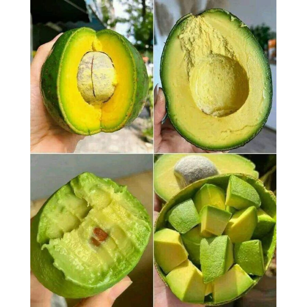 

ALPUKAT!!! MENTEGA SUPER KUNING 1kg ISI 3-4 KIRIM MENTAH