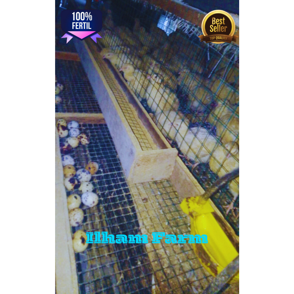 Telur puyuh Albino Mata Merah untuk di tetaskan/fertil