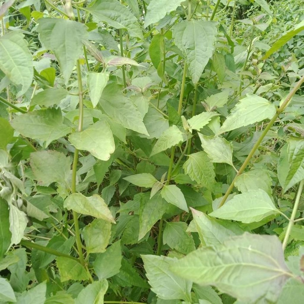 

Daun Kirinyuh Kopasada Segar 1 Kg Organik Alami