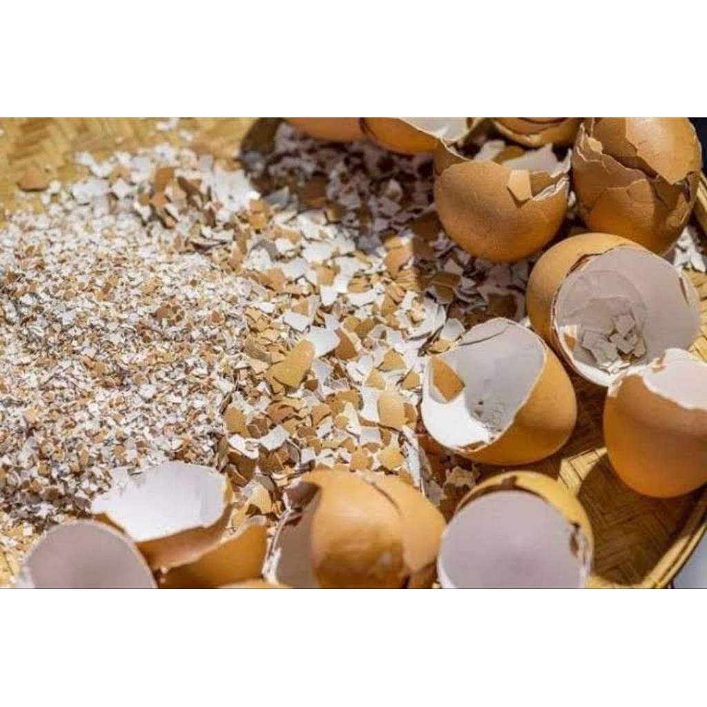Cangkang Telur Ayam