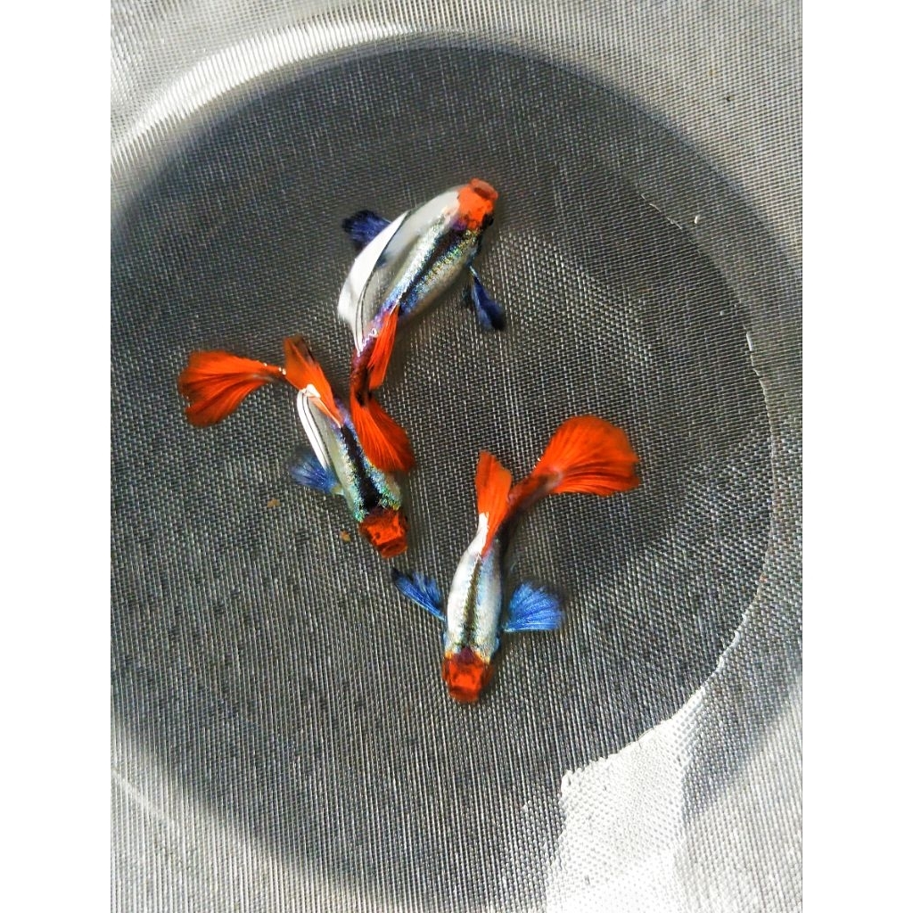 Hiasan Aquarium Guppy PRT Koi Dumbo Ear Induk Muda