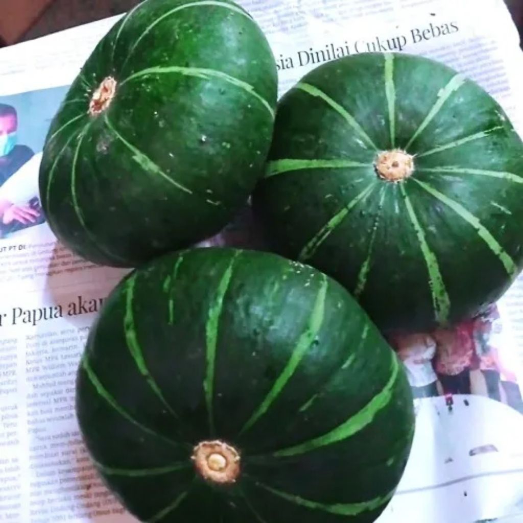 

benih labu kabocha hijau isi 10 butir