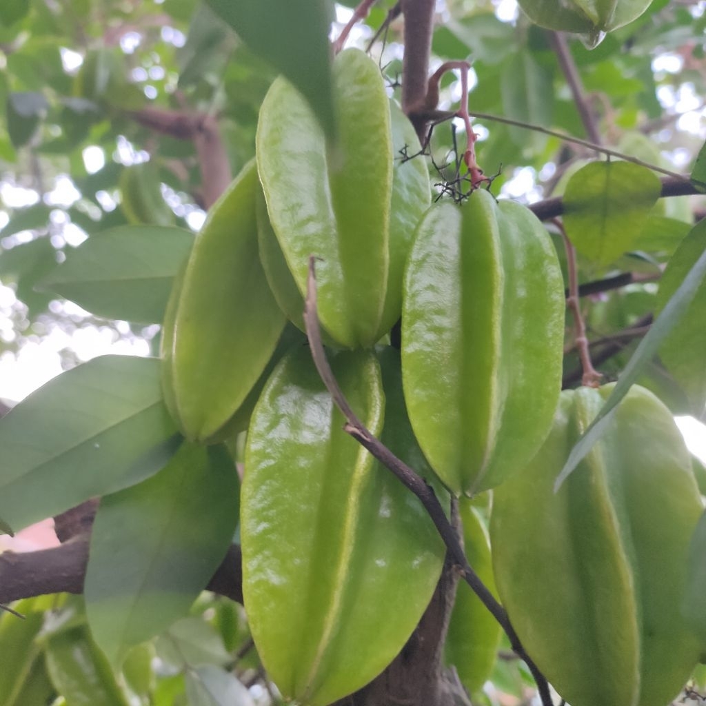 

buah belimbing fresh 1kg manis segar/untuk rujakan/jus/camilan