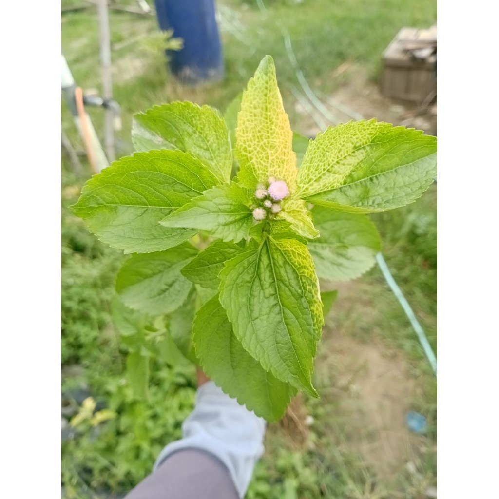 

Daun Babandotan/bandotan 1 kg segar