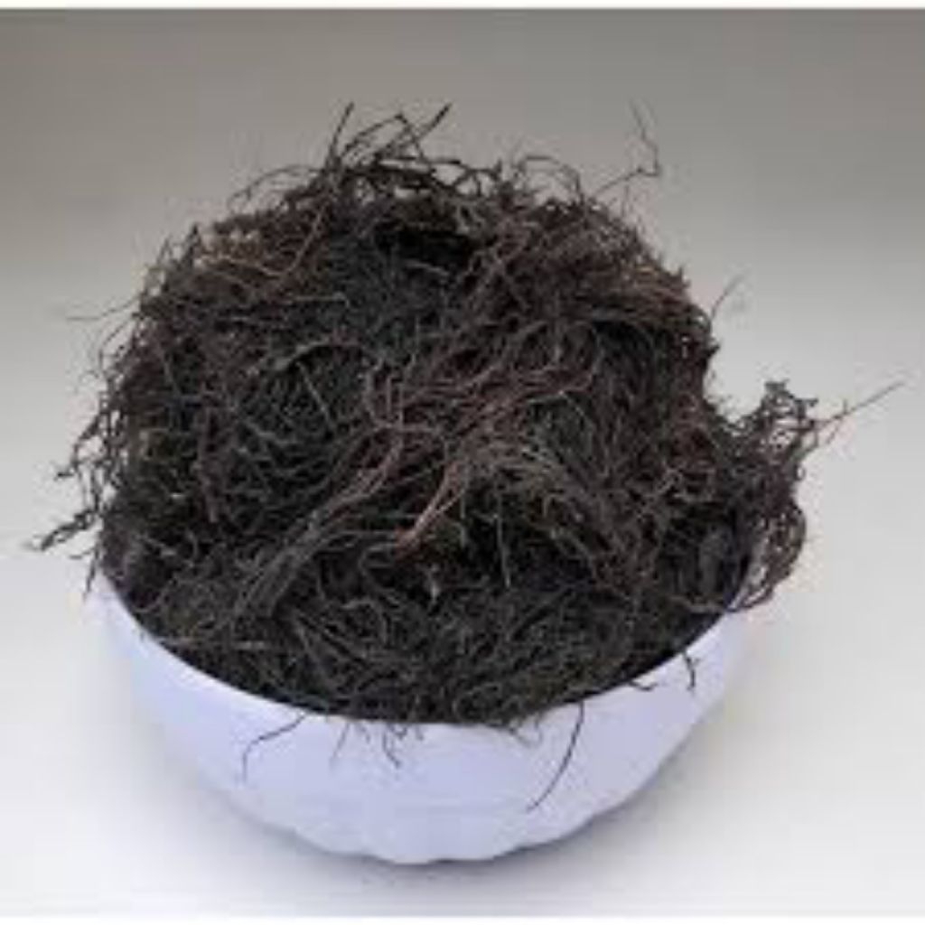 

Gracilaria Rumput Laut Kering 250gr Sumber Utama Agar-Agar Penting Industri Pangan dan Non-Pangan Kaya Serat Mendukung Kesehatan Pencernaan