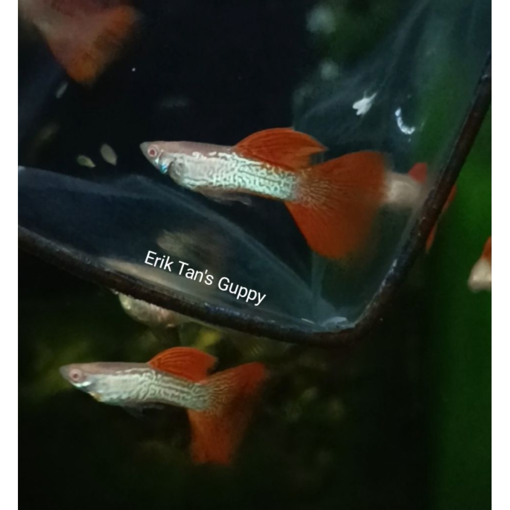 GUPPY ALBINO RED LACE PASANGAN