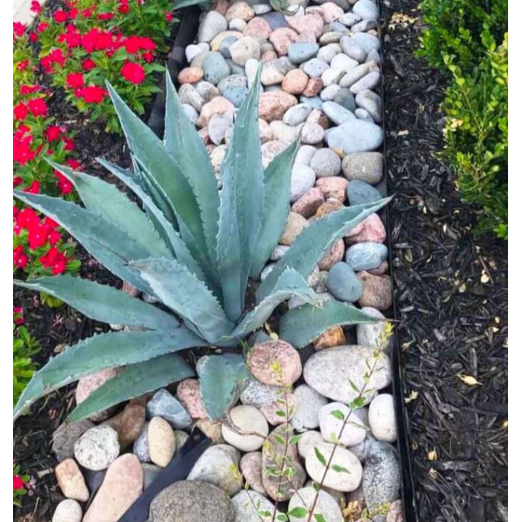 tanaman hias agave americana blue tinggi 20 30 cm