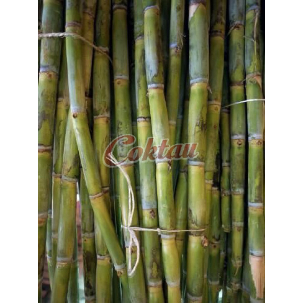 

Tebu Hijau Manis Segar Berat 1 Kg