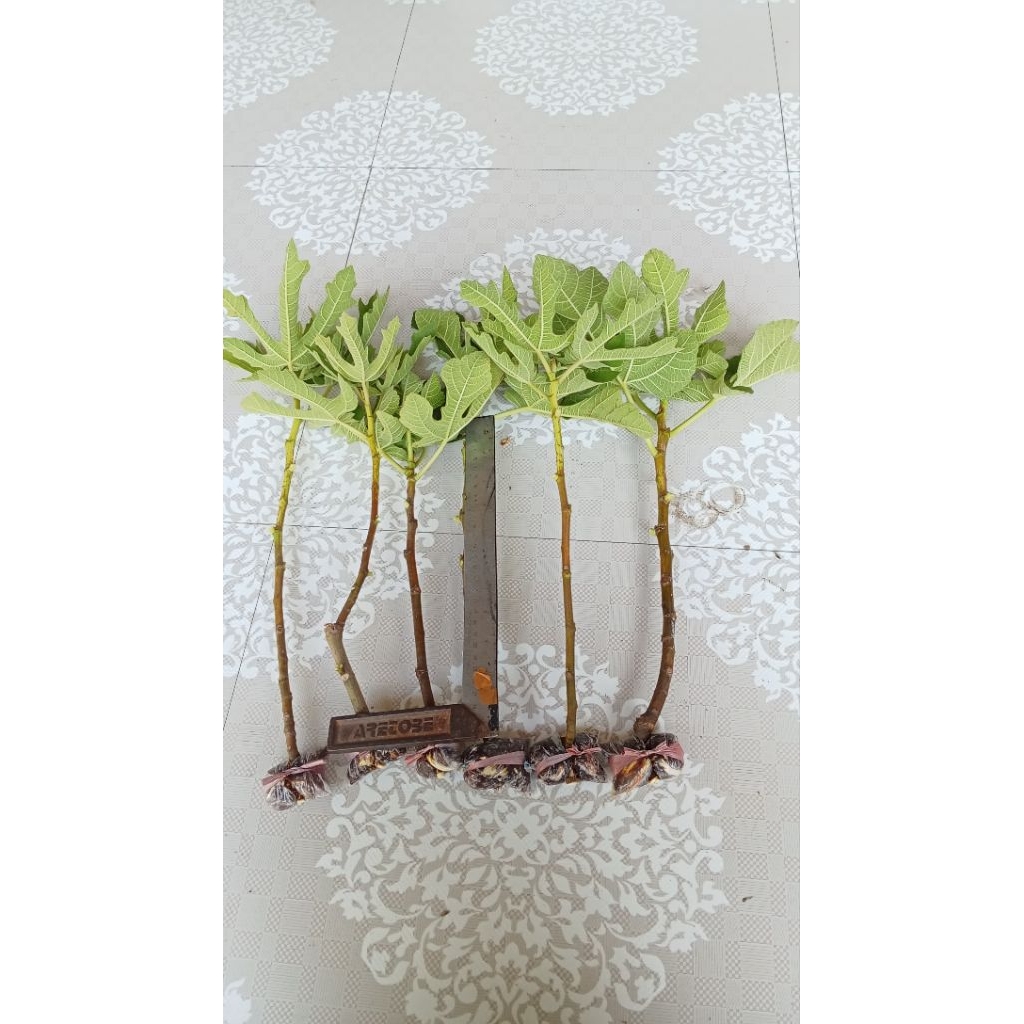 fresh cangkok pohon tin