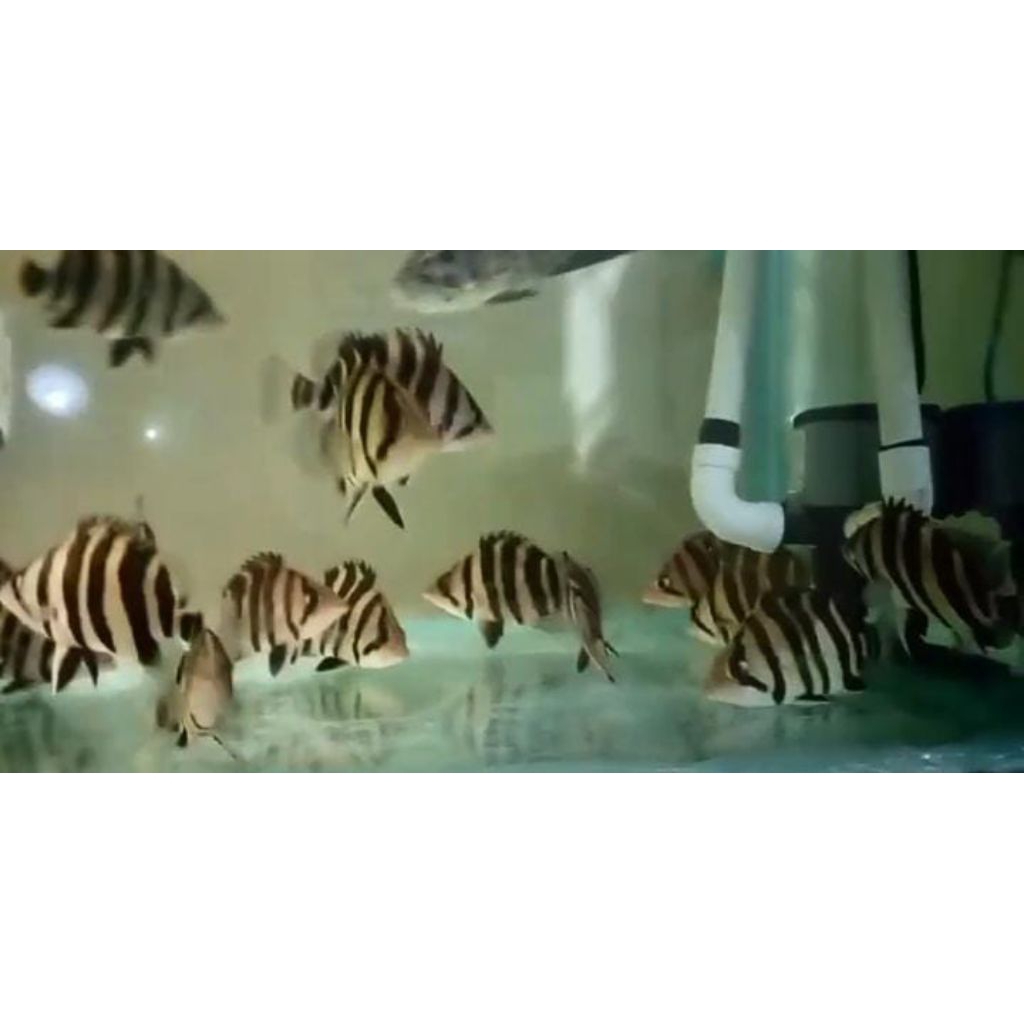 DATZ 5UM4T3R4 4 B4R 9-10 CM