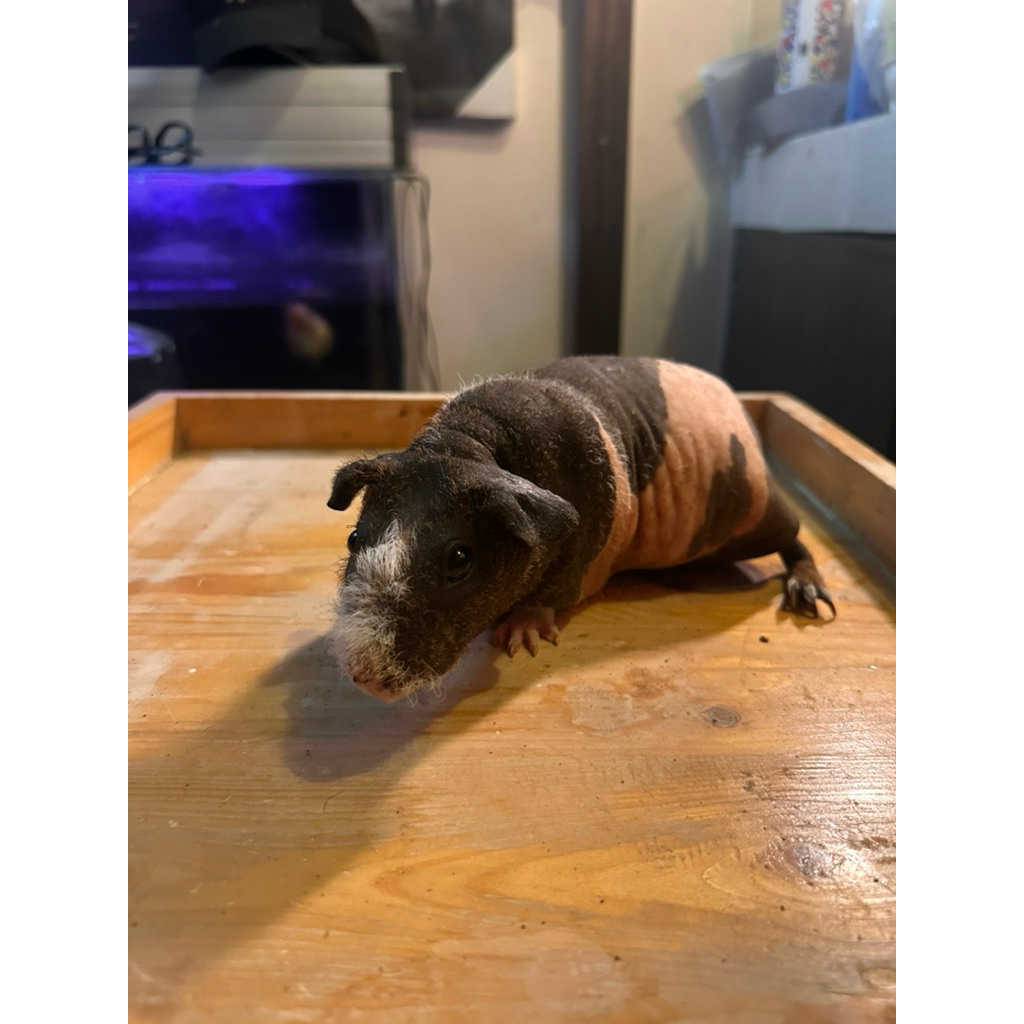 SIAP KIRIM SKINNY GUINEA PIG Marmud Marmut Botak - Guinea Pig