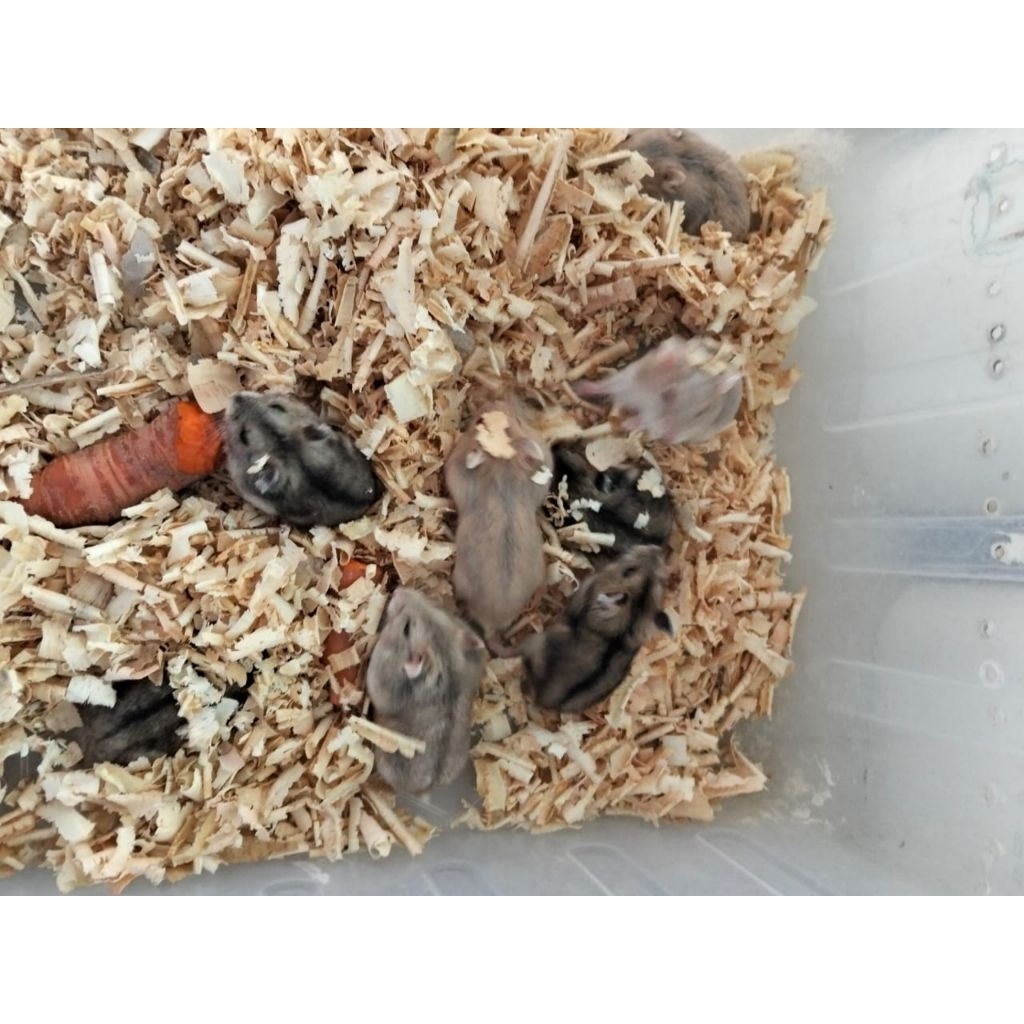 Hamster Winter White