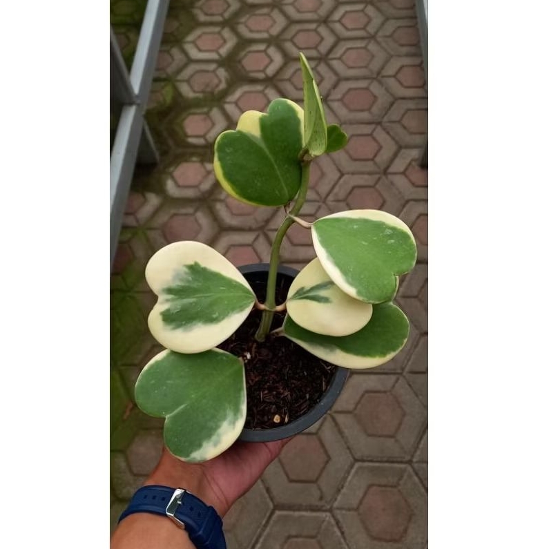 hoya varigata/hoya love varigata