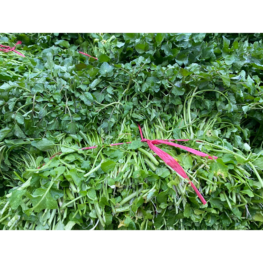 

Selada air hijau fresh 1 koli isi 24 ikat