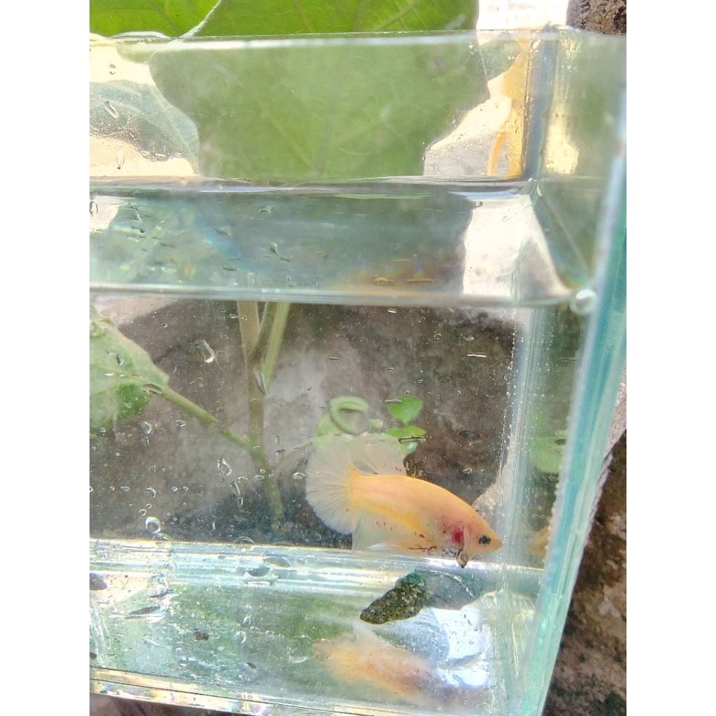 hiasan aquarium cupang