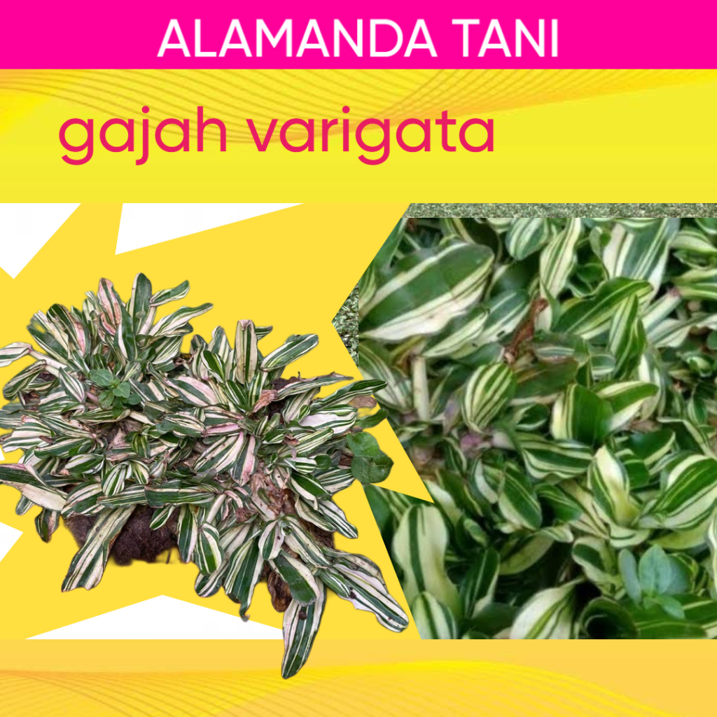 Grasseed Bermuda Gajah Mini Varigata 30Gram ± LBS° Bibit Rumput Gajah Mini Varigata