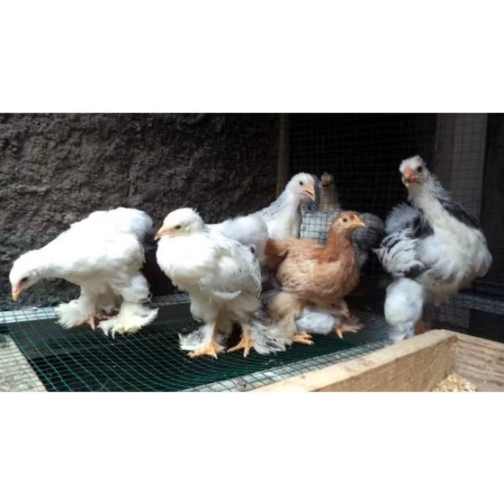 AYAM BRAHMA ANAKAN USIA 1,2,3 BULANAN