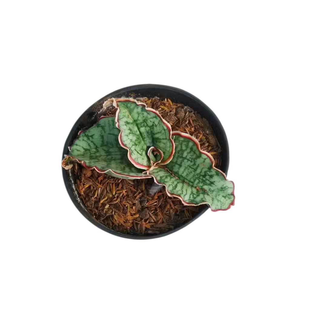 Tanaman sensivera silver blue