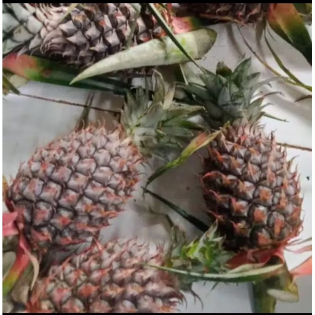 

nanas muda aslu unhuk pelancar had 1 pcs